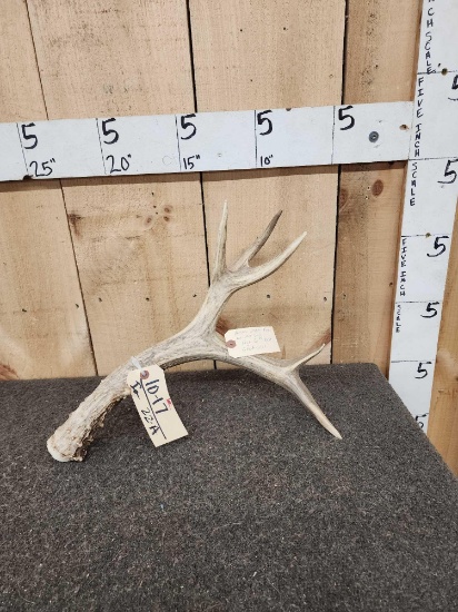 Massive Western Kansas Mule Deer Shed Antler