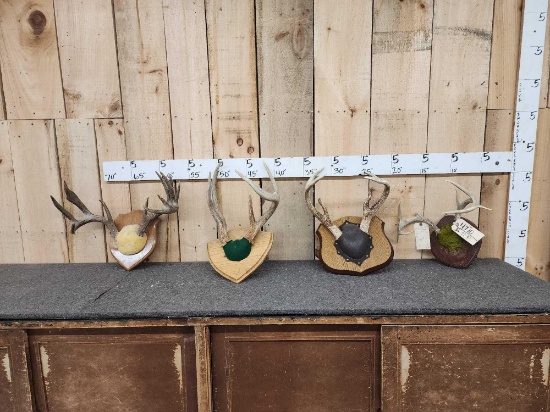 4 Sets Of Whitetail Antlers On Plaques