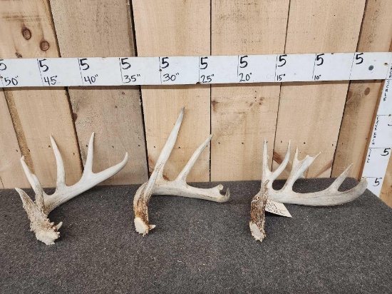 Group Of 3 Whitetail Shed Antlers