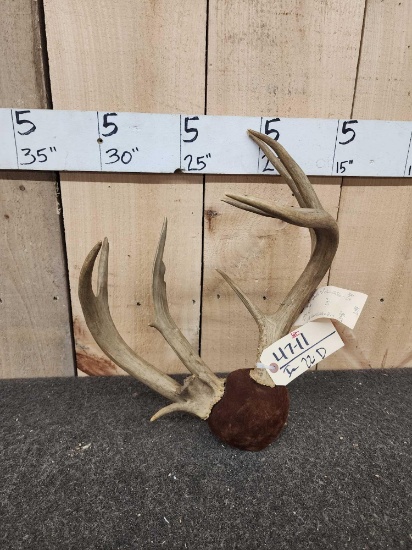 Wild Double Main Beam Whitetail Antlers