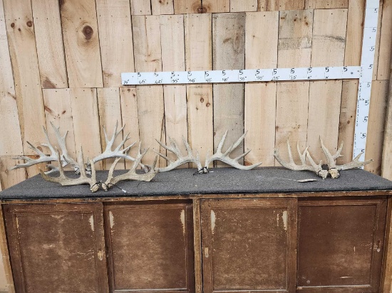 4 Matched Sets Of Whitetail Shed Antlers 21.8 Lbs