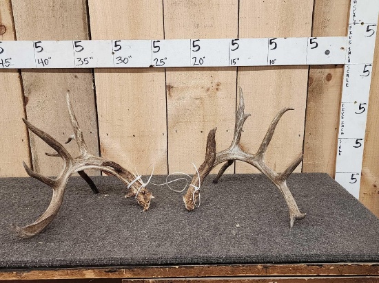 5x5 Whitetail Shed Antlers Double Droptine