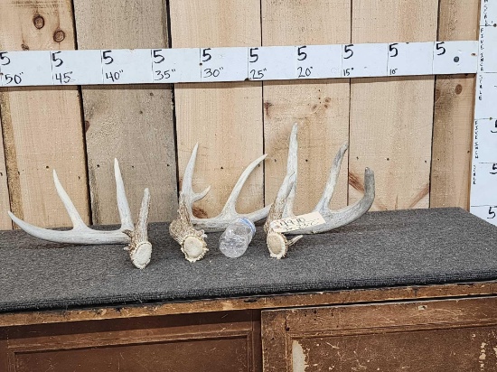 Group Of 3 Big Preserve Whitetail Shed Antlers
