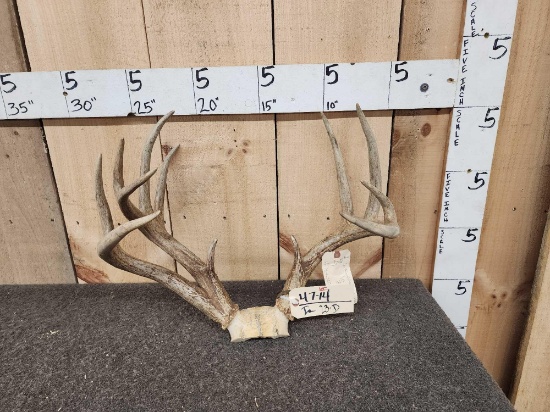 True Double Main Beam Whitetail Antlers On Skull Plate