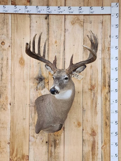 6x6 Whitetail Shoulder Mount Taxidermy