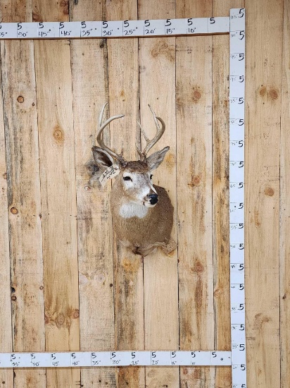 4x4 Whitetail Shoulder Mount Taxidermy