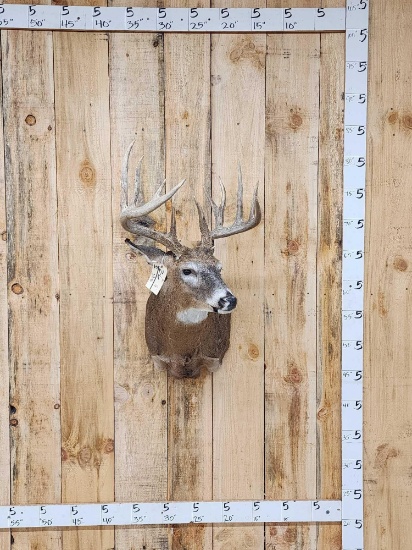 Main Frame 6x5 Whitetail Shoulder Mount Taxidermy