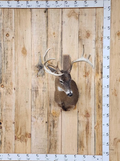 4x4 Whitetail Shoulder Mount Taxidermy