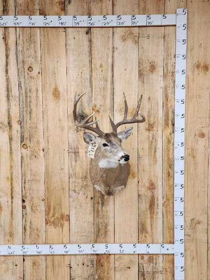 5x5 Whitetail Shoulder Mount Taxidermy