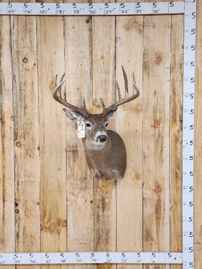 Main Frame 6x5 Whitetail Shoulder Mount Taxidermy