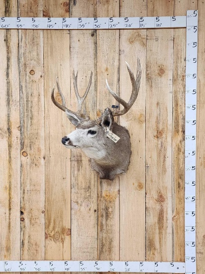 5x5 Mule Deer Shoulder Mount Taxidermy