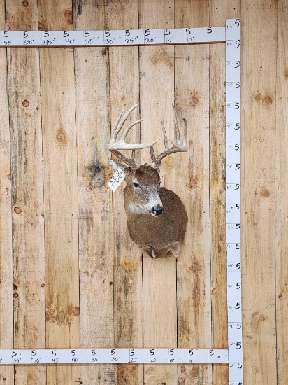 5x5 Whitetail Shoulder Mount Taxidermy