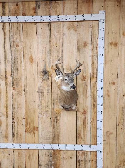 4x4 Whitetail Shoulder Mount Taxidermy