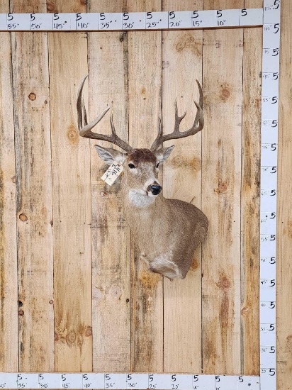 4x4 Whitetail Shoulder Mount Taxidermy