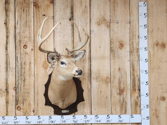 4x4 Whitetail Shoulder Mount Taxidermy