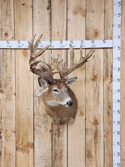 Big Nontypical Whitetail Shoulder Mount Taxidermy
