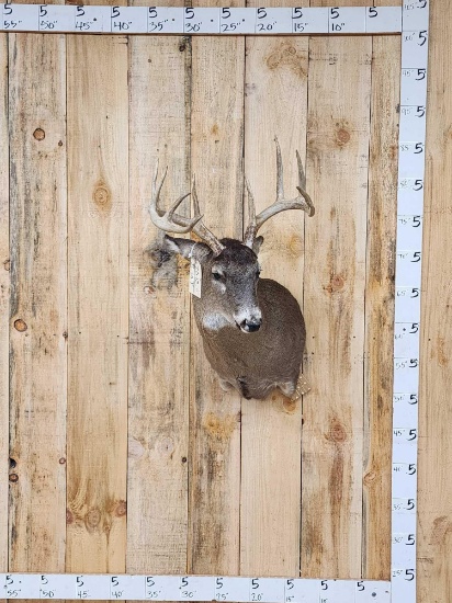 5x5 Whitetail Shoulder Mount Taxidermy