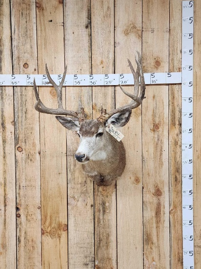 5x5 Mule Deer Shoulder Mount Taxidermy