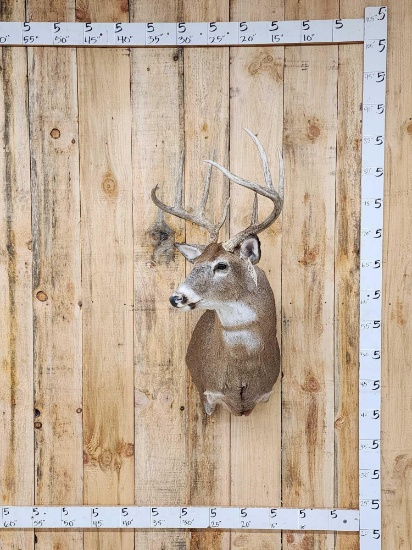 4x4 Whitetail Shoulder Mount Taxidermy