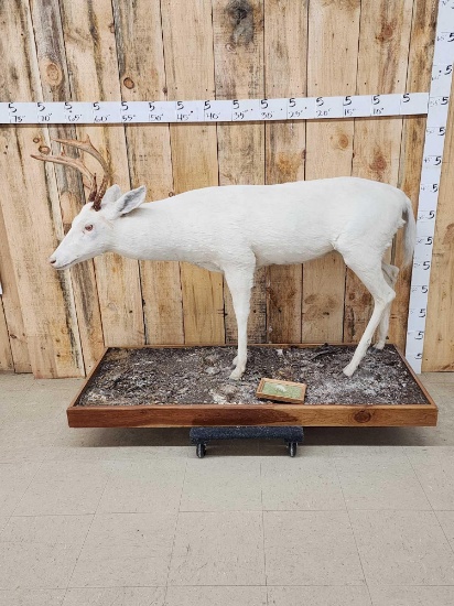 Albino Whitetail Deer Full Body Taxidermy Mount