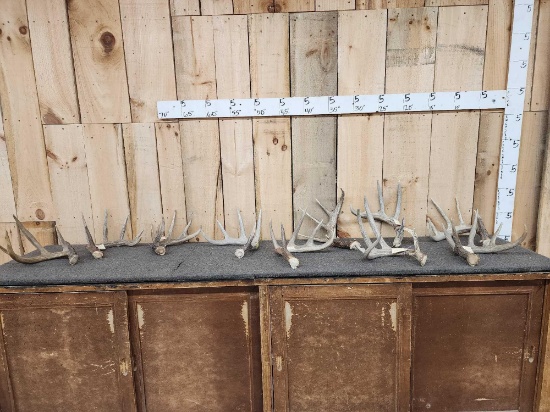 Group Of 10 Whitetail Shed Antlers 16.8 Lbs