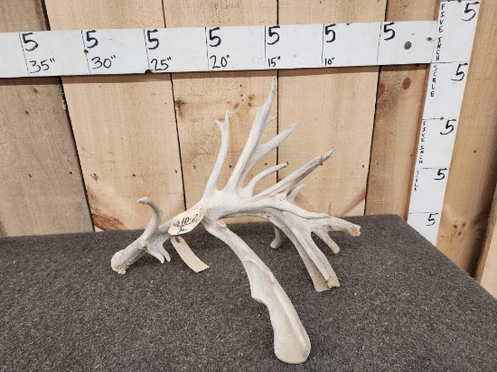 Massive 131" Preserve Whitetail Shed Antler