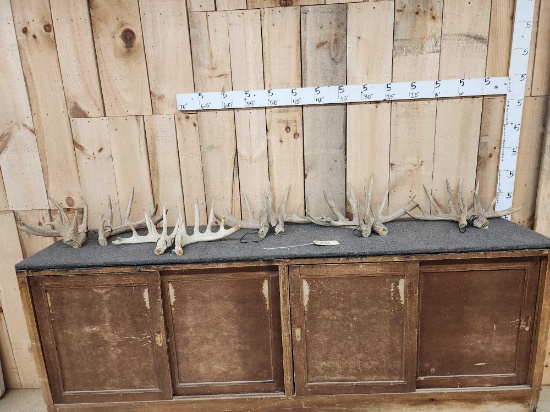 20.8 Lbs Of Whitetail Antlers