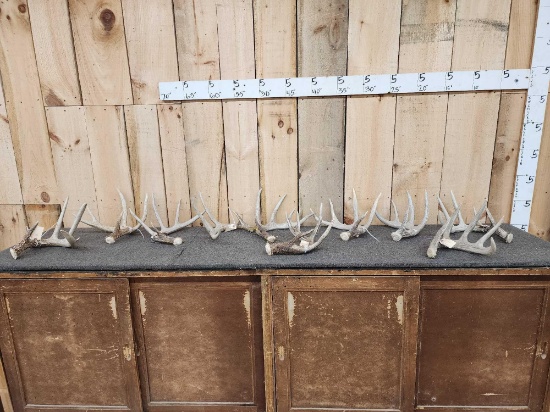 Group Of 10 Whitetail Shed Antlers 15.4 Lbs