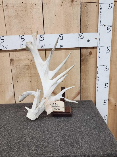 Massive 142" Preserve Whitetail Shed Antler
