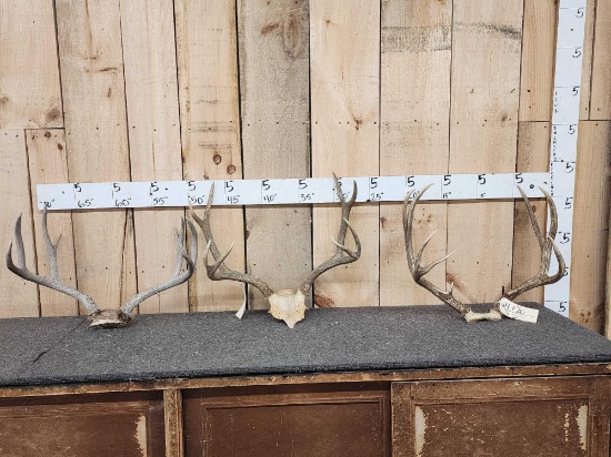 3 Sets Of Mule Deer Antlers On Skull Plate