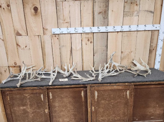 18.6 Lbs Of Whitetail Shed Antlers