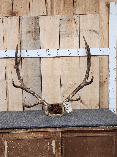 6x6 Elk Antlers On Skull Plate