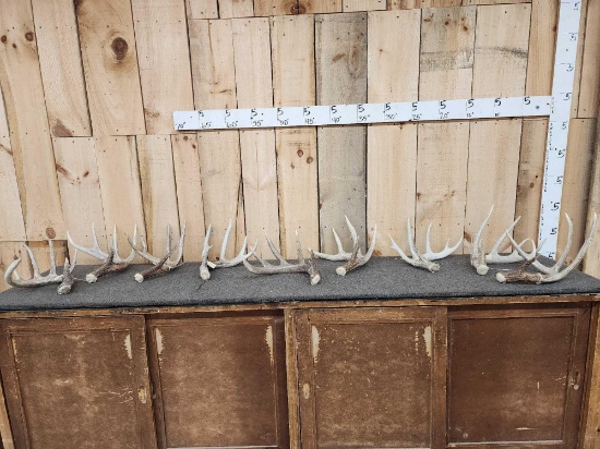 Group Of 9 Whitetail Shed Antlers 17 Lbs