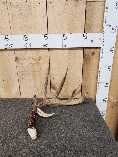 75" Whitetail Shed Antler