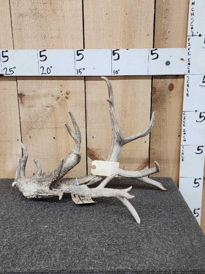 GIANT 163 1/8" Preserve Whitetail Shed Antler
