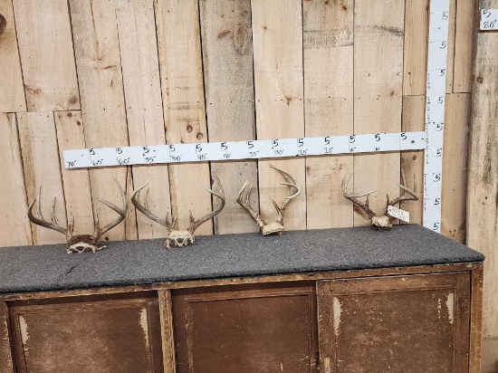 4 Sets Of Whitetail Antlers On Skull Plate