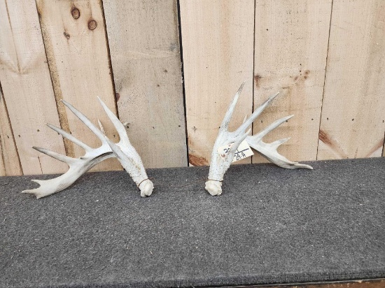Set Of 164 4/8" Whitetail Shed Antler