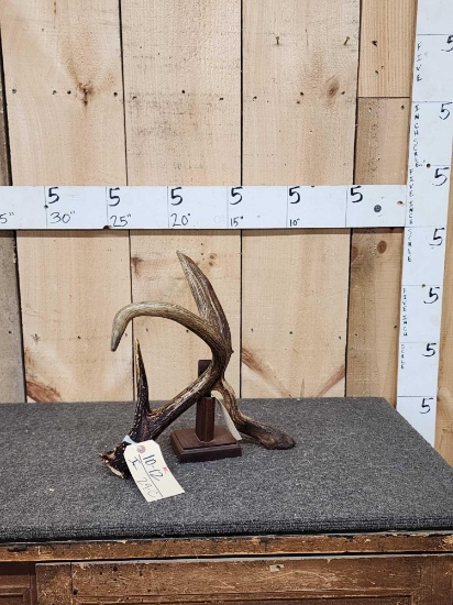 72 5/8" Saskatchewan Whitetail Shed Antler