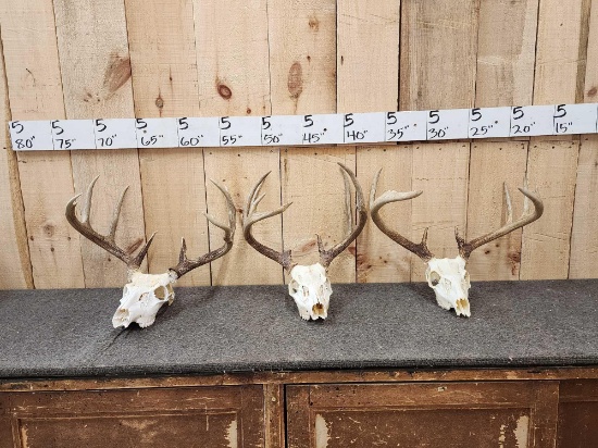 3 Sets Of Whitetail Antlers On Skull