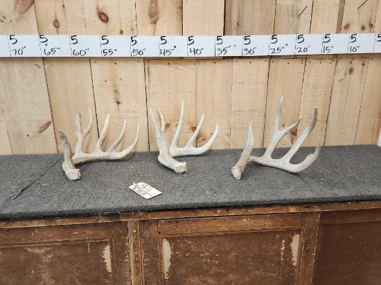 3 Whitetail Shed Antlers