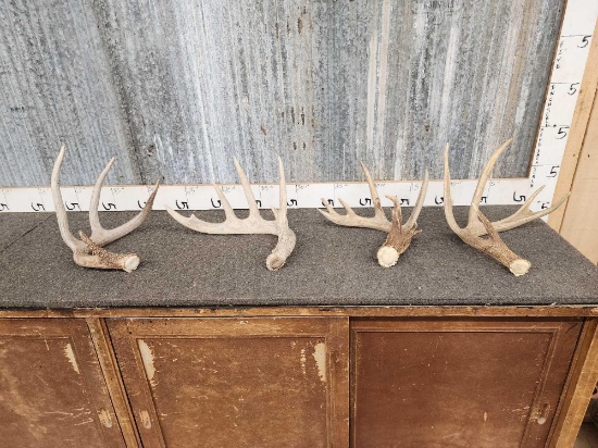 Group Of 4 Wild Whitetail Shed Antlers