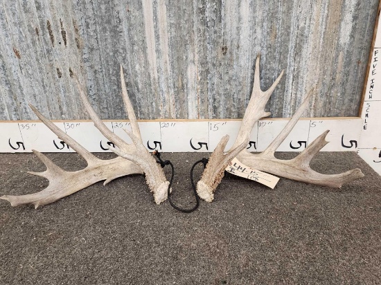 187" Whitetail Shed Antlers