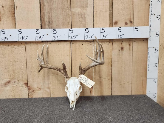 Mini Monster Whitetail Antlers On Skull