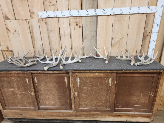 Group Of 10 Whitetail Shed Antlers 17.2 Lbs