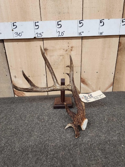 83 4/8" Canadian Whitetail Shed Antler