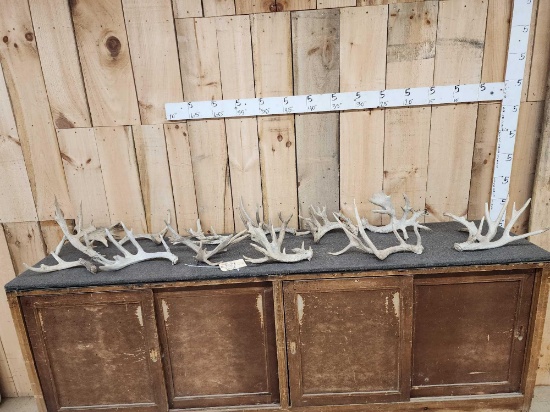 19 Lbs Of Whitetail Shed Antlers