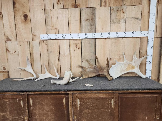 17 Lbs Of Alaskan Moose Antlers
