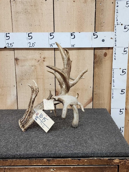 HUGE 147" Preserve Whitetail Shed Antler