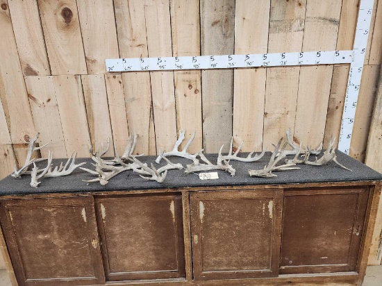 16.8 Lbs Of Whitetail Shed Antlers