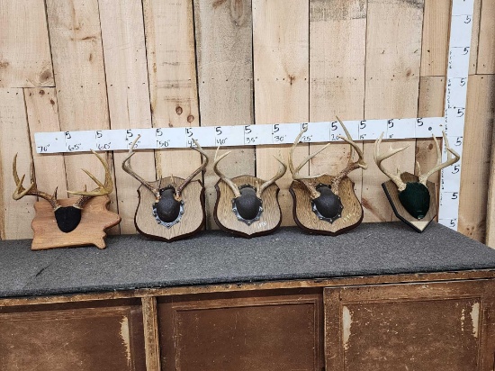 5 Sets Of Whitetail Antlers On Plaques
